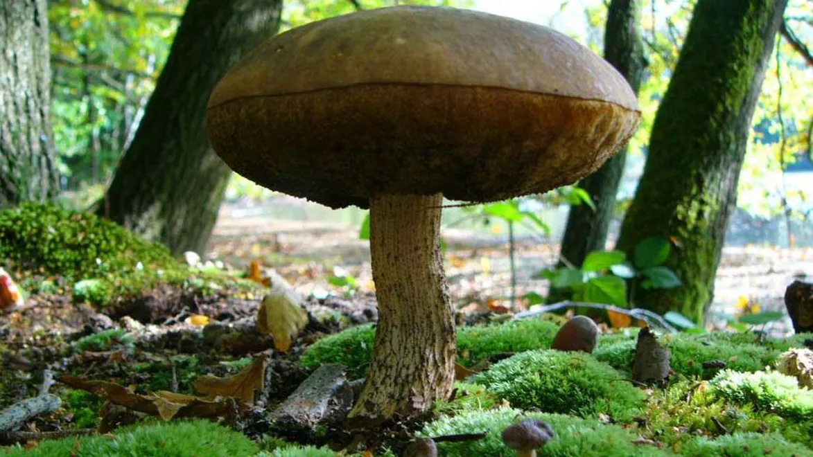 zixqgzckbl5lk036b9i4f5prb 37en paddestoel