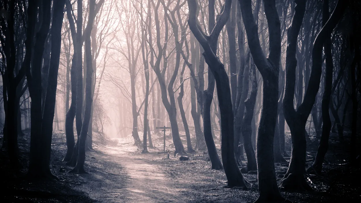 zjzruymcxau8a1j4utvxoijfu 24en woud