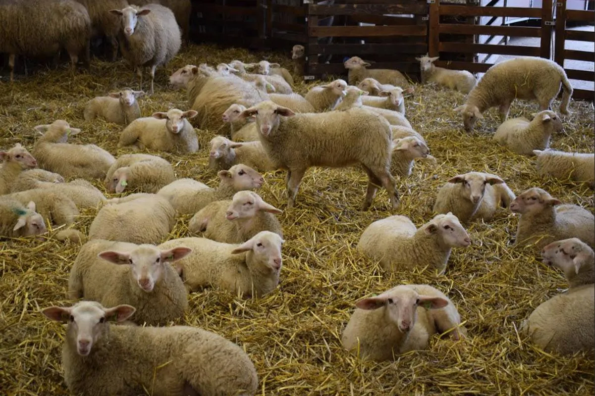 11EN Lammetjesdag2026