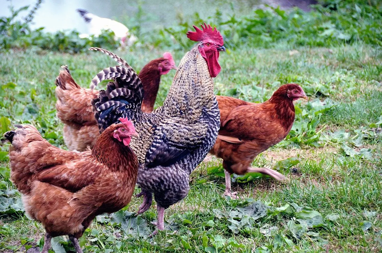 animals gfdb17bef0 1280