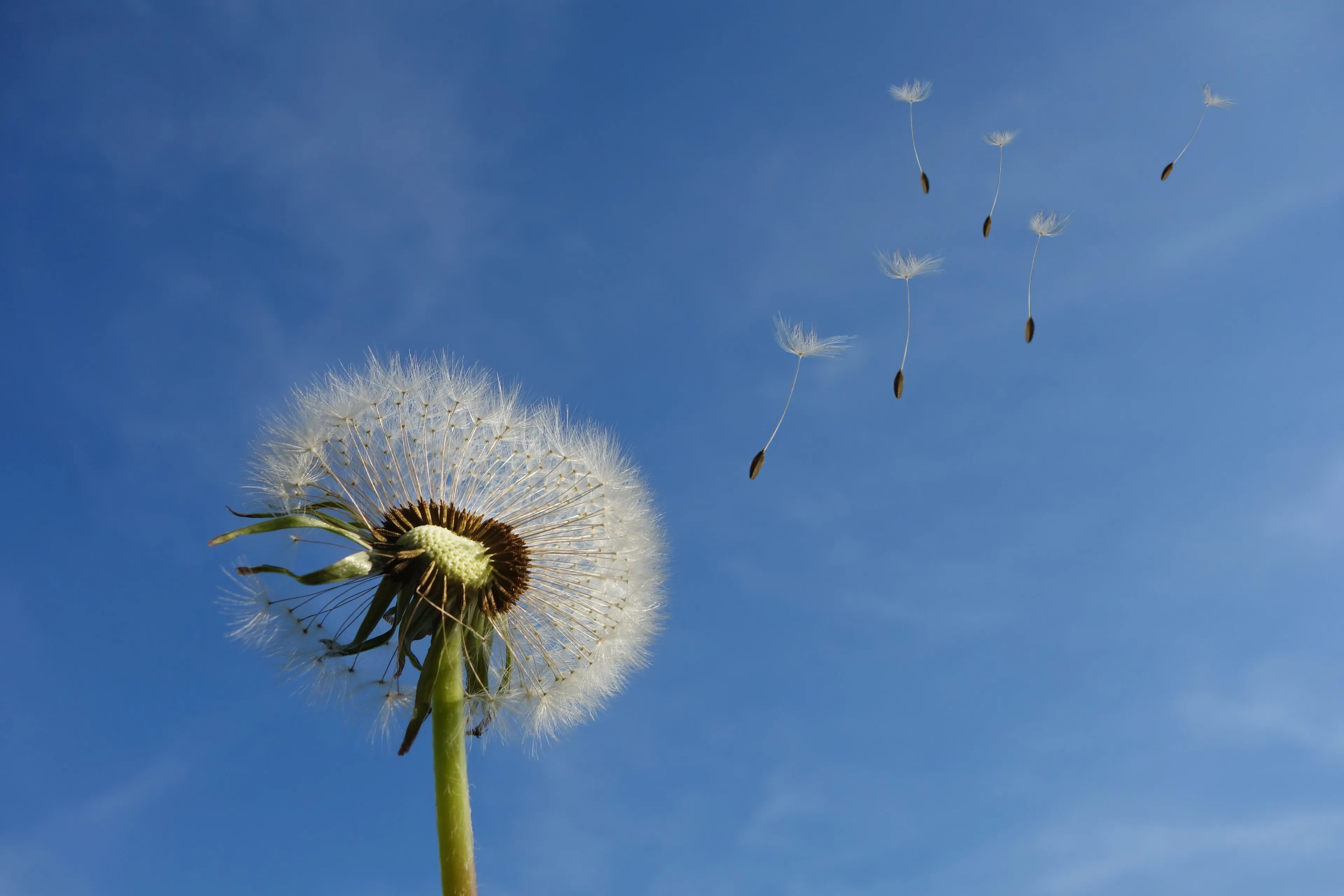 close up dandelion dandelion seeds 39669