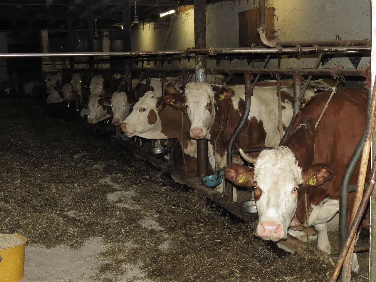cows 80172 1280