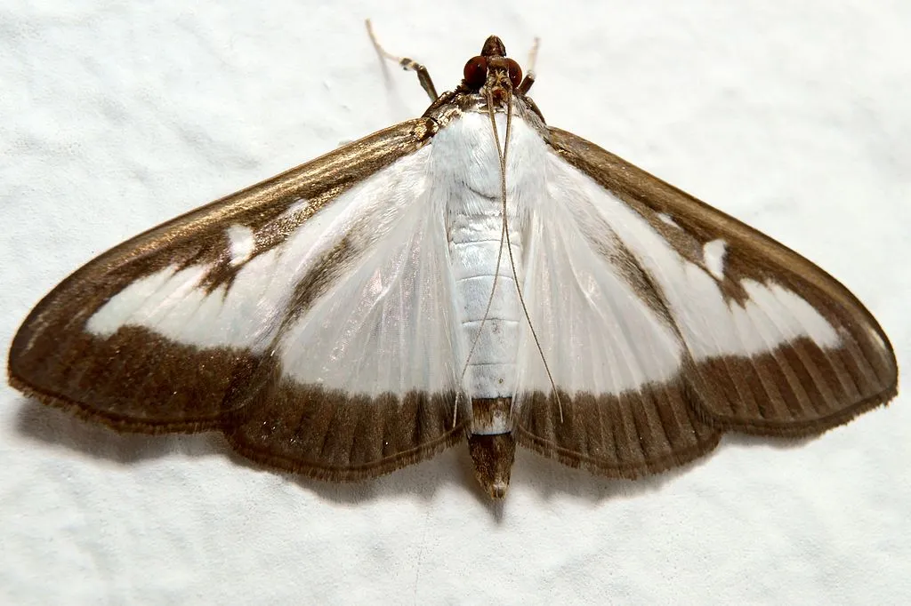 cydalima perspectalis 011997