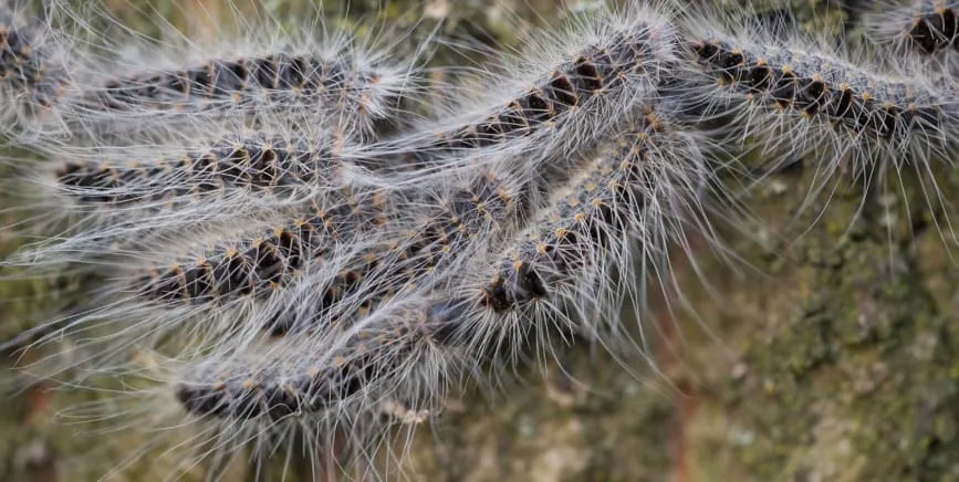 eikenprocessierups brandharen