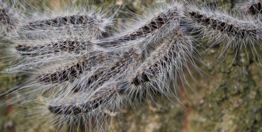 eikenprocessierups brandharen