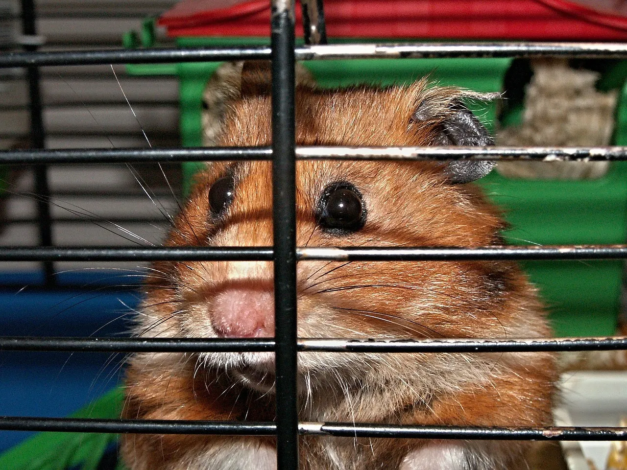 hamster 113069 1280