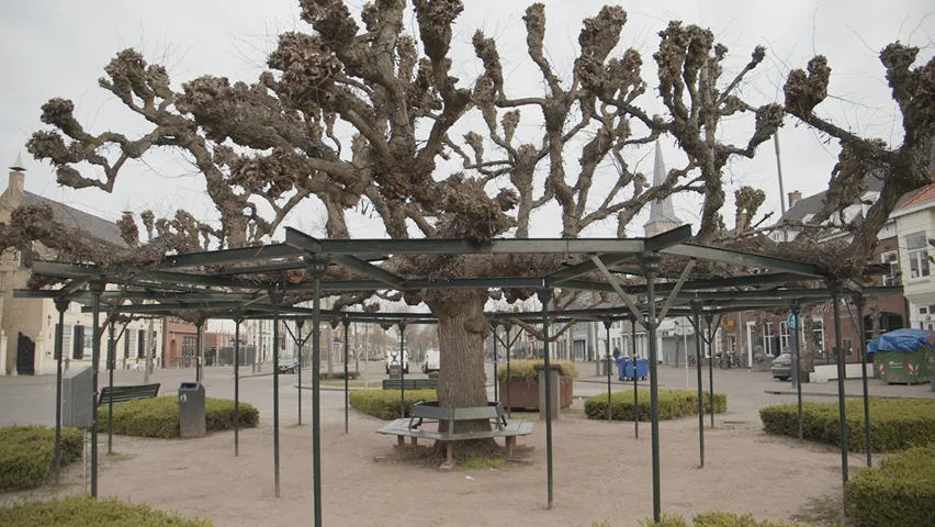 moeierboom etten leur