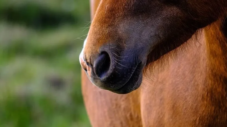 paard brabant