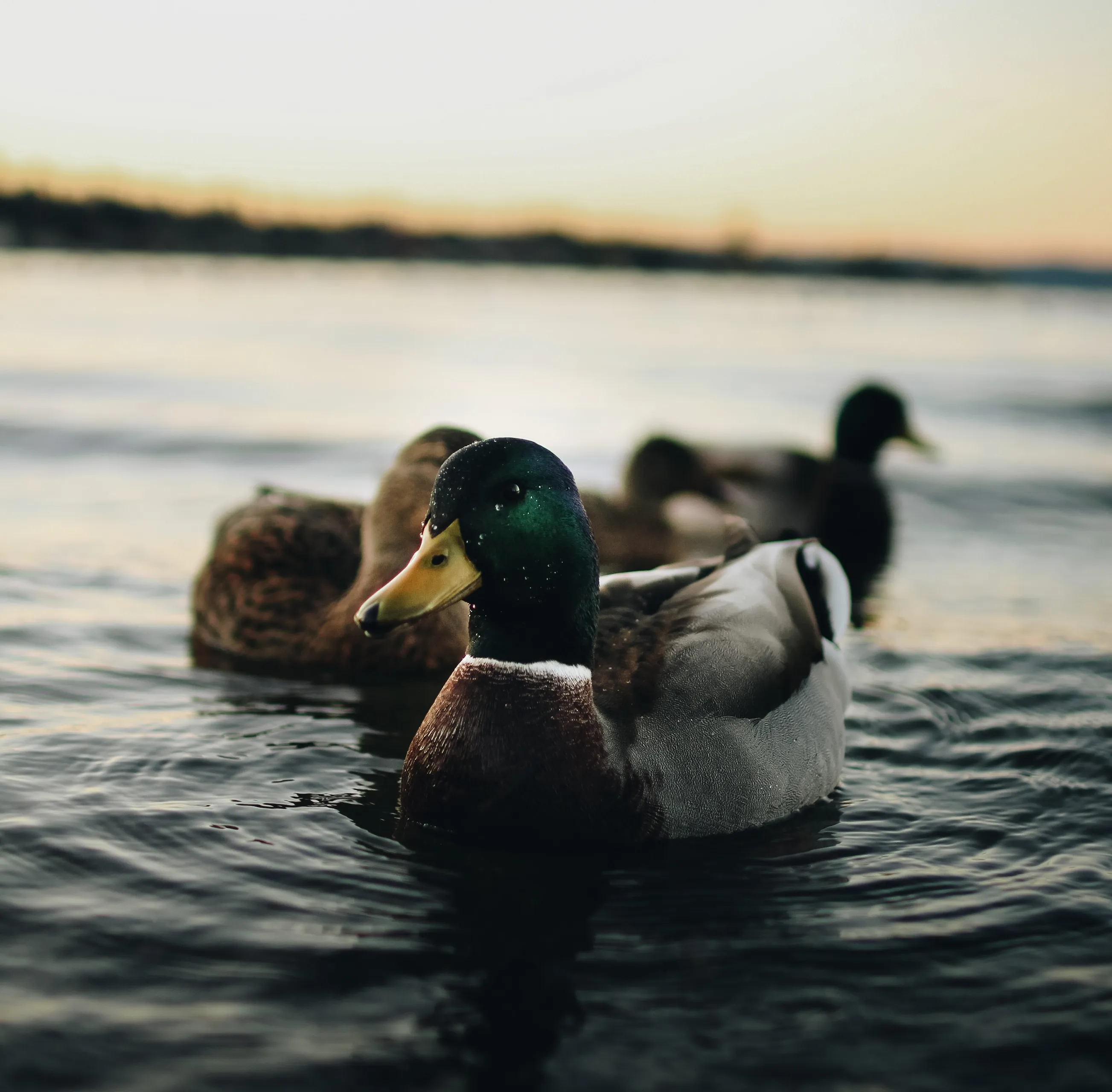 pexels aidan jarrett 660266 e1598168929146