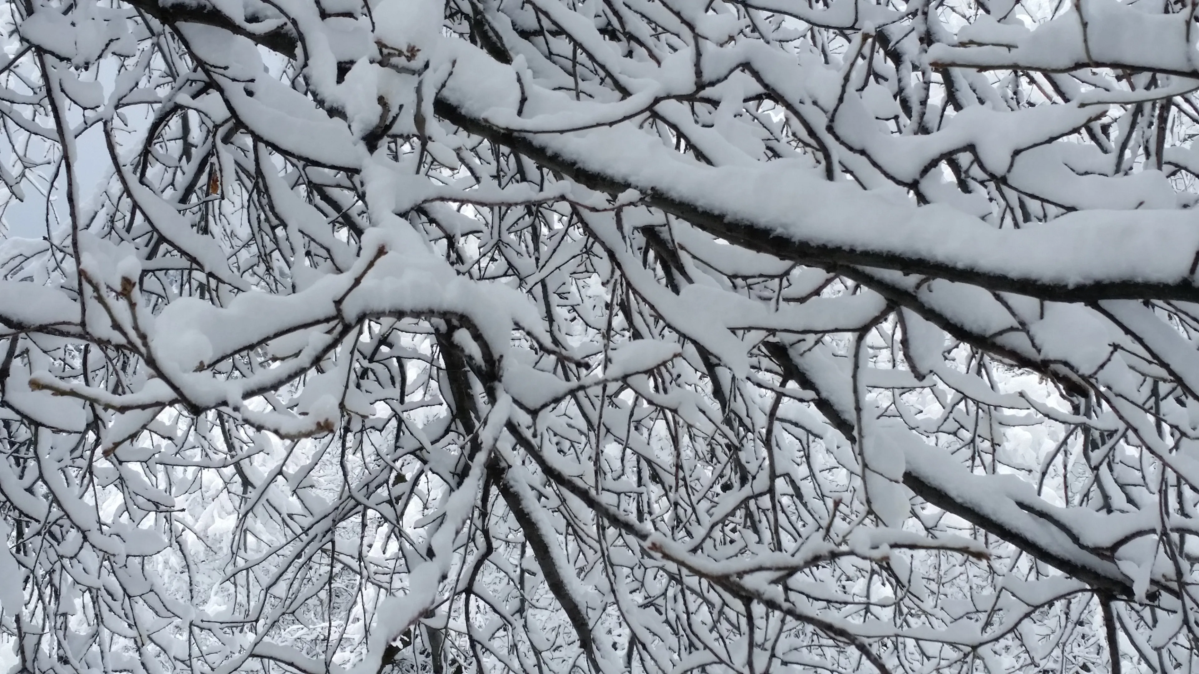 pexels elzbieta d f 1277284