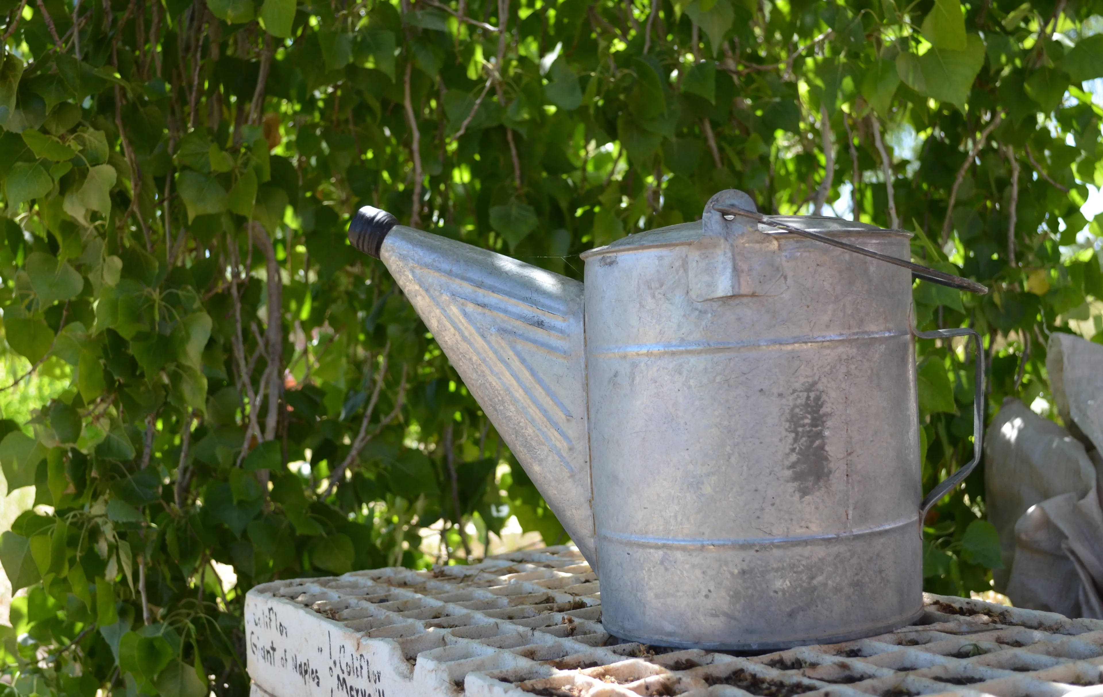 pexels rosel karenina 1810522