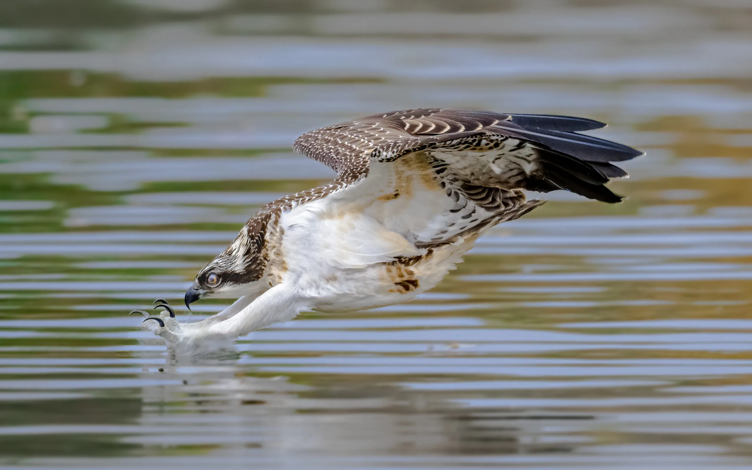 visarend duik klauwen in water scaled