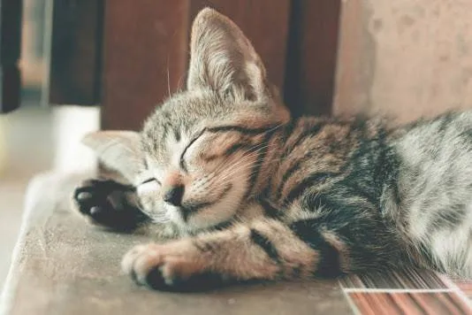 kat cafe zooplus