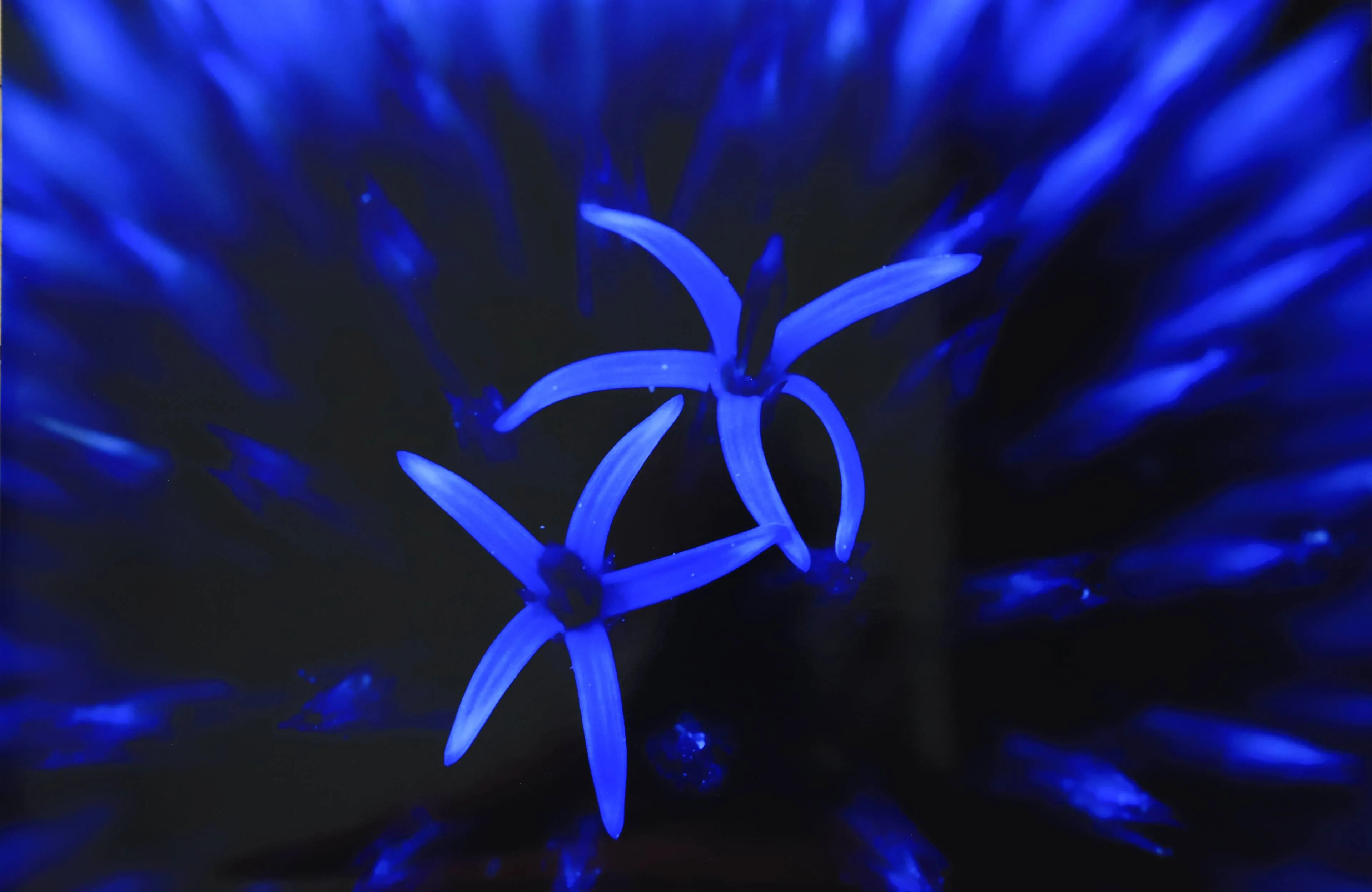 piet van aaken de eerste