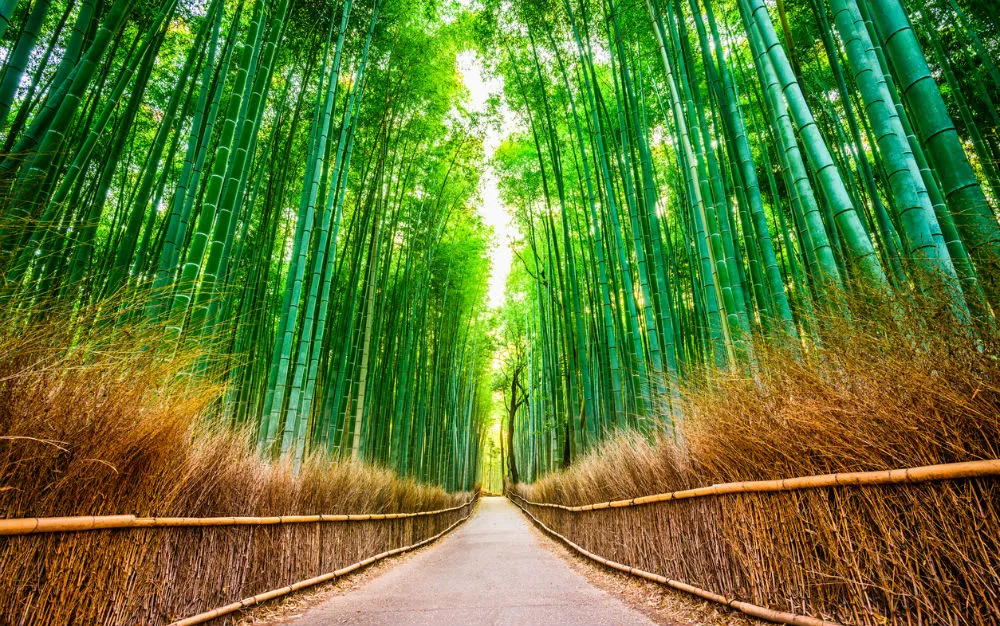 bamboebos kyoto japan femfem