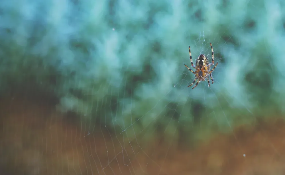 bang voor spinnen femfem