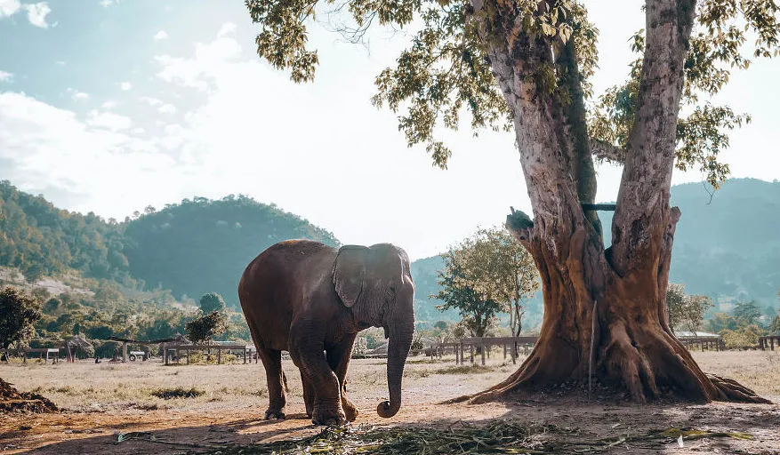 olifantenverblijf thailand vrijwilliger femfem