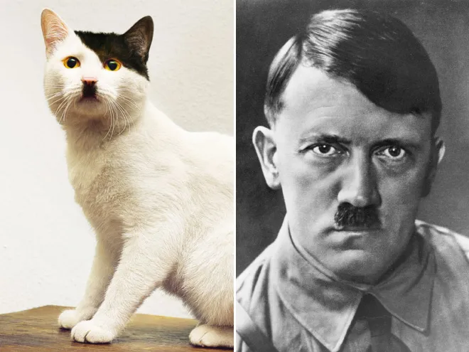 adolfus
