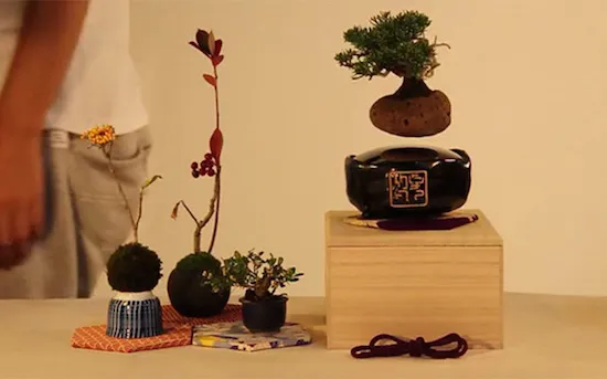 bonsai trees air