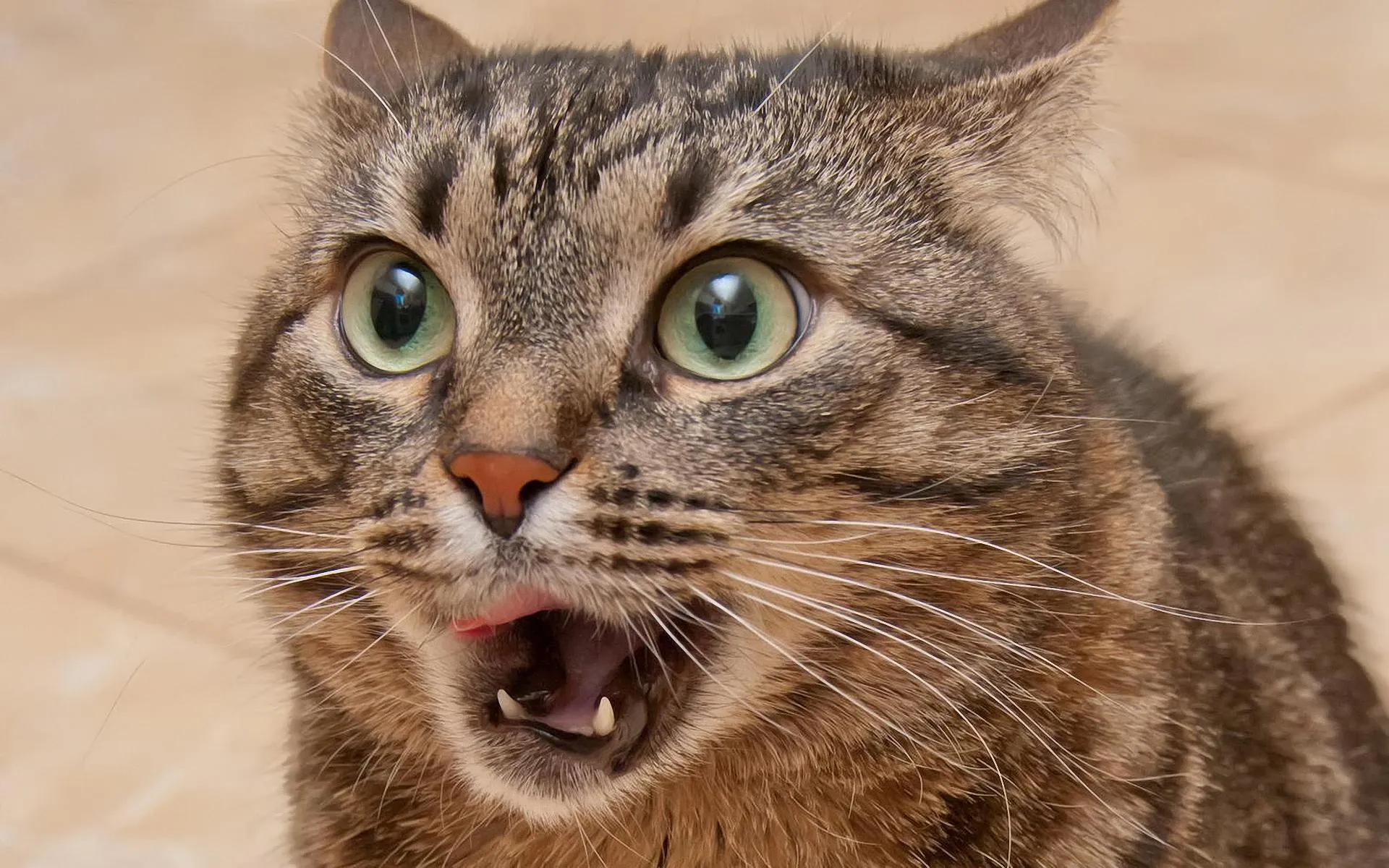 cat500