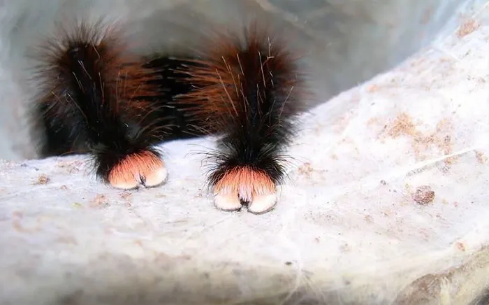 cute spider paws photo 1 59bb79cf30009 700