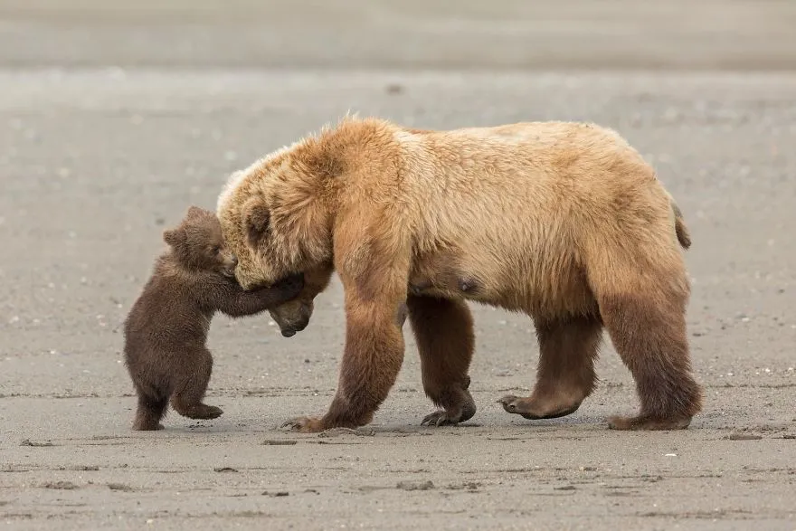 finalists wildlife photographer of the year 2017 7 59ba294043d5b 880