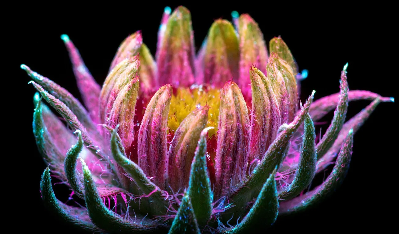 glowing plants avatar craig burrows 01 1