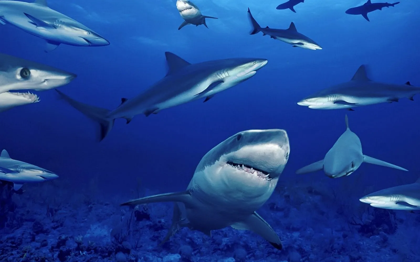 haai achtergronden dieren hd haaien wallpapers foto 13