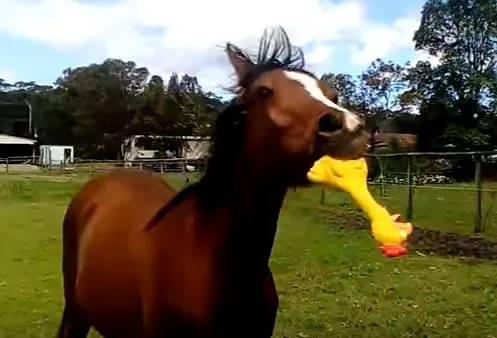 horse with rubber chicken