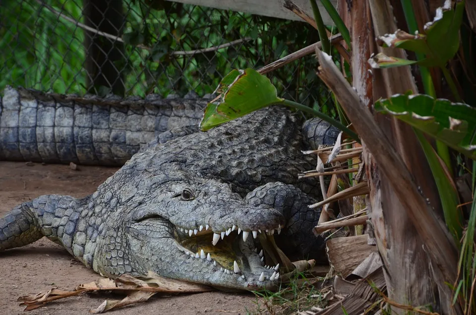 krokodil