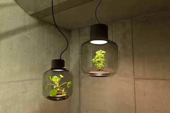 plant