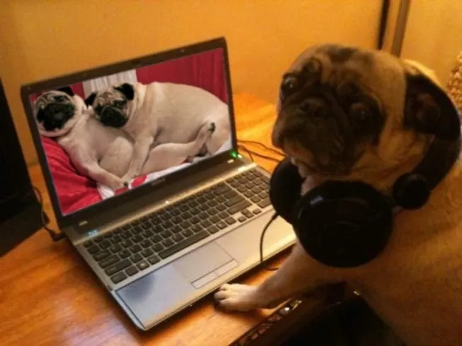 porn dog