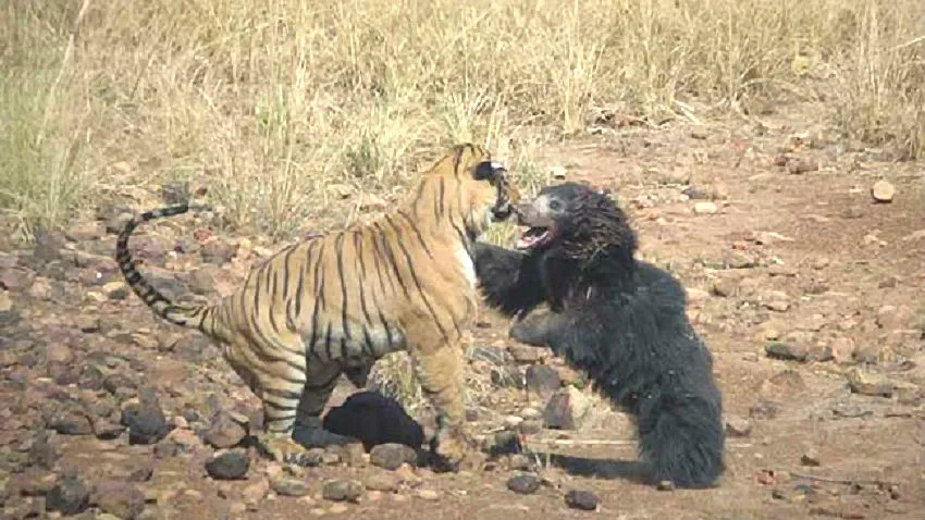 tiger v bear