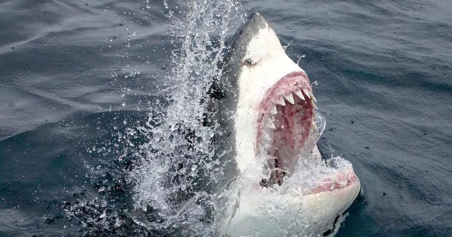 tigershark500