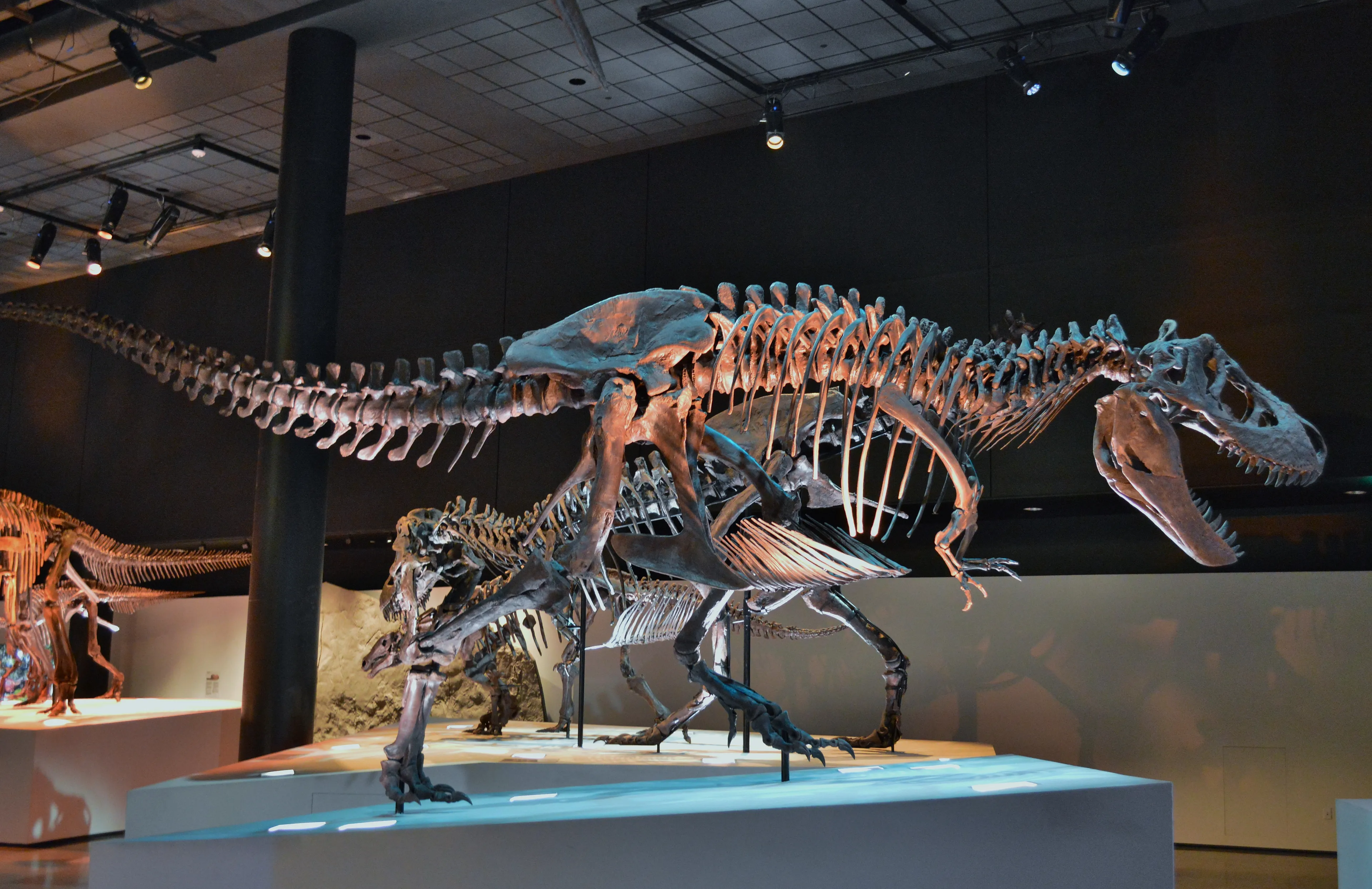 tyrannosaurus exhibit at the houston museum of natural science morian hall of paleontology