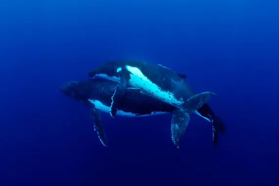 walvis