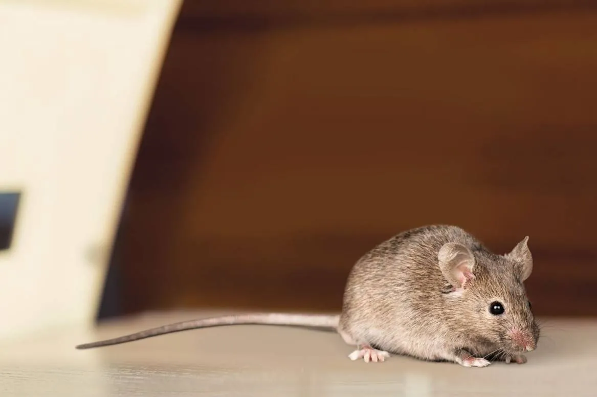 01KHXHTGT9H9ZS87GRJW51820B