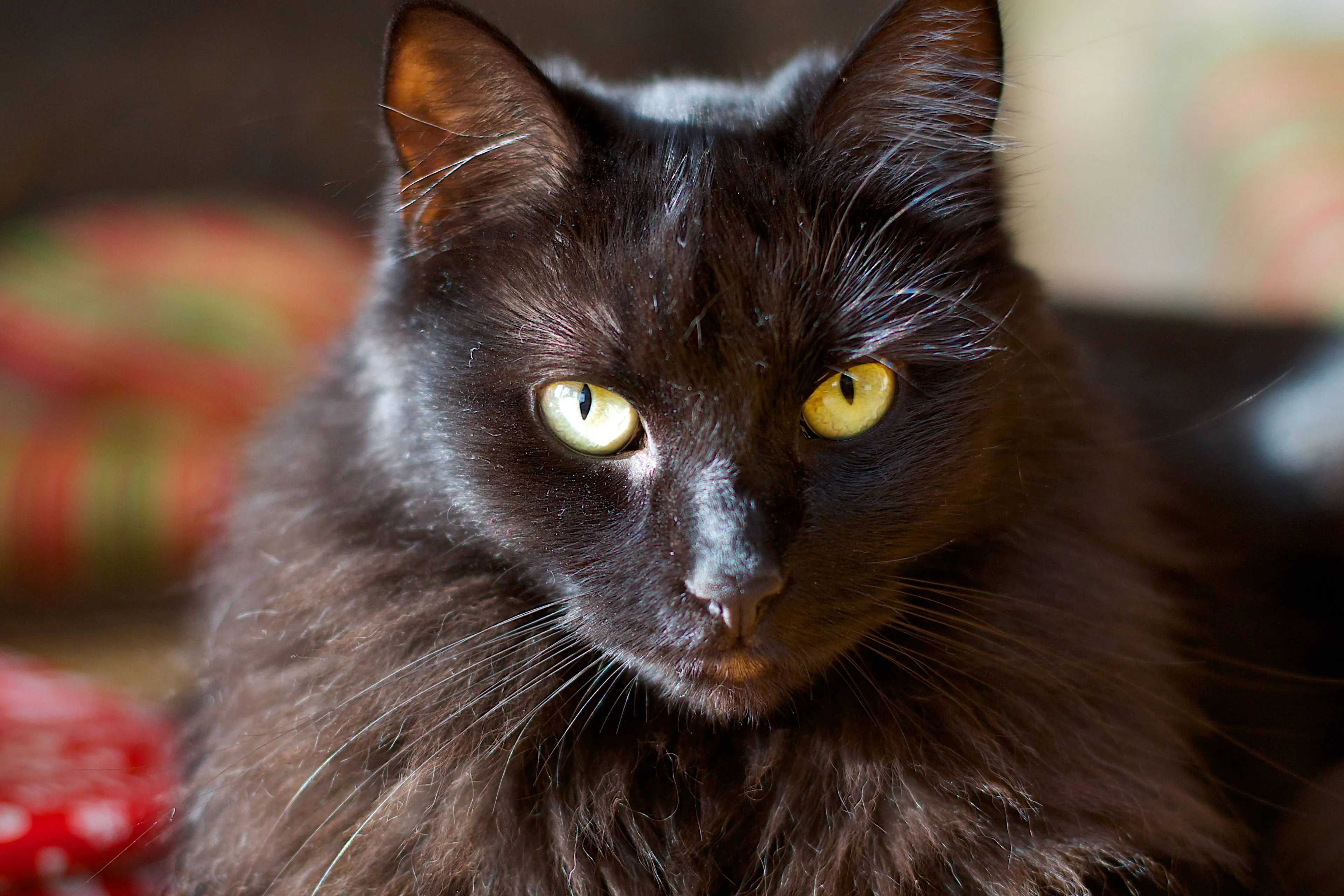 cat-mammal-black-cat-fauna-close-up-nose-352998-pxhere.com