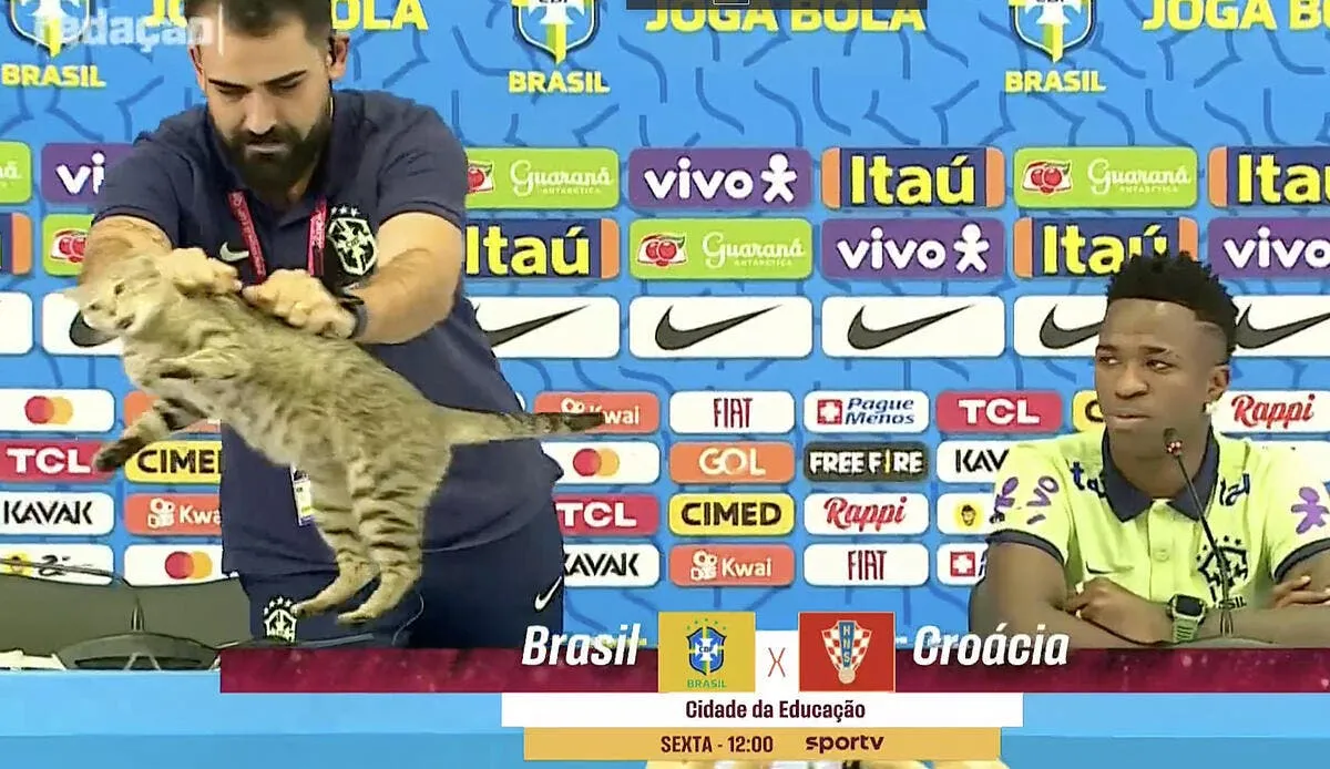 mondial 2022 un chat expulse le bresil fait scandale chat 354430