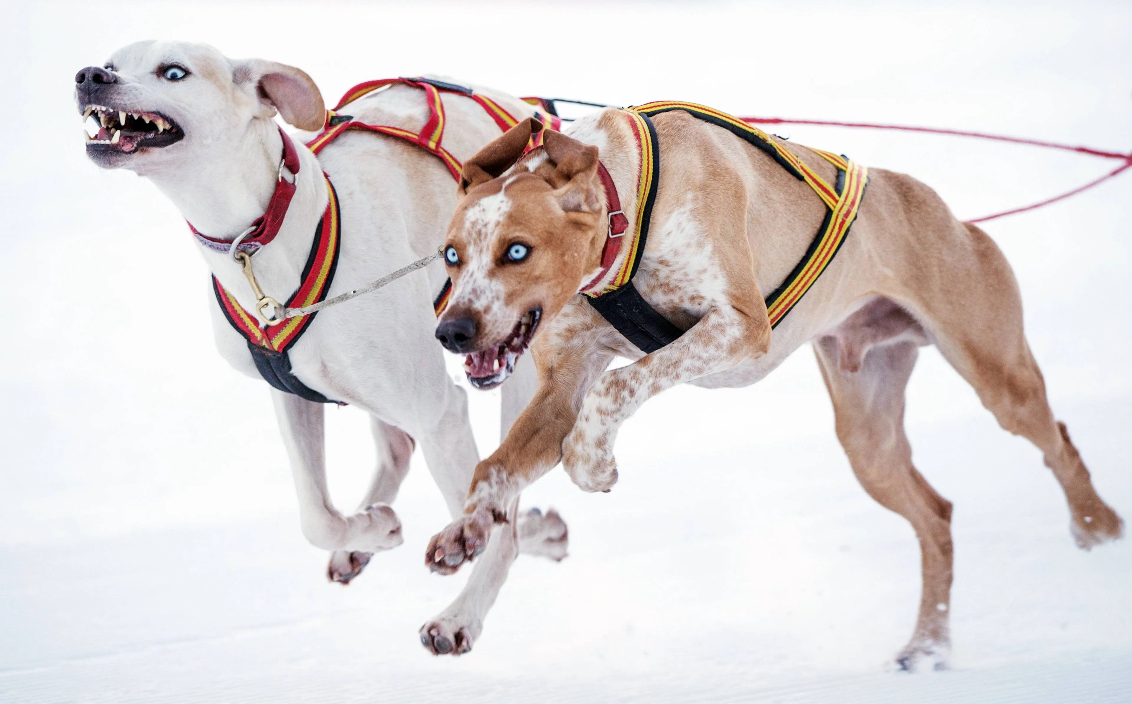 L'OL invite des chiens