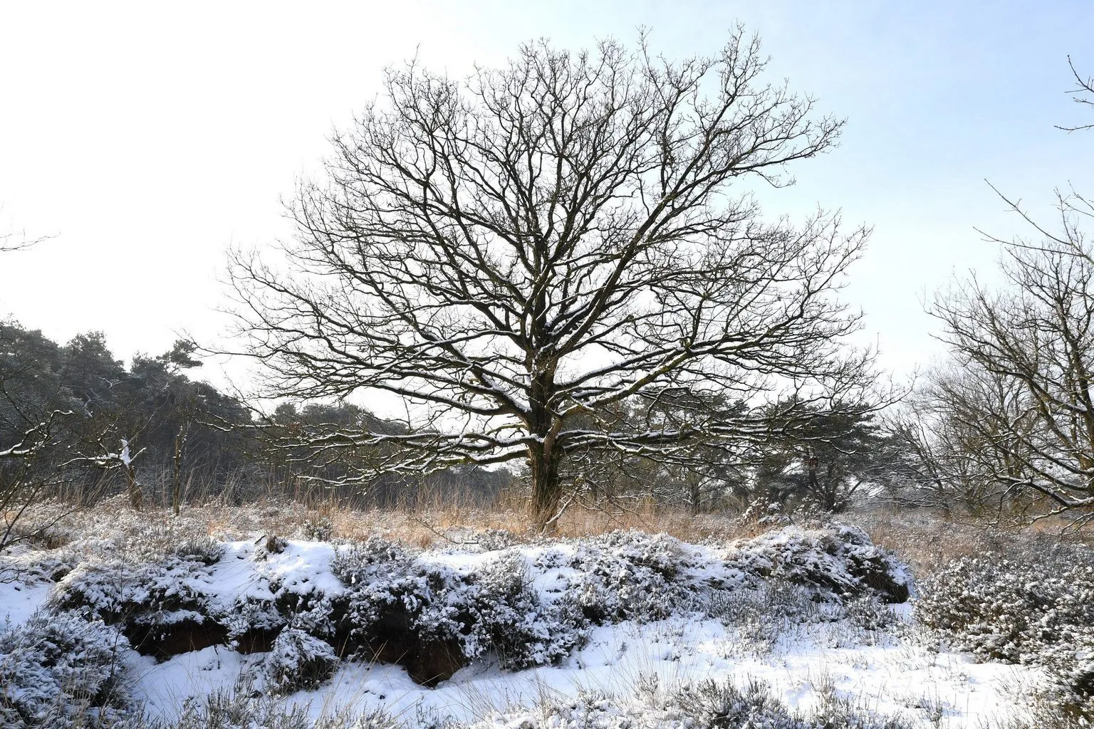 10378 20190123 achtmaal jst0020 g 5568x3712