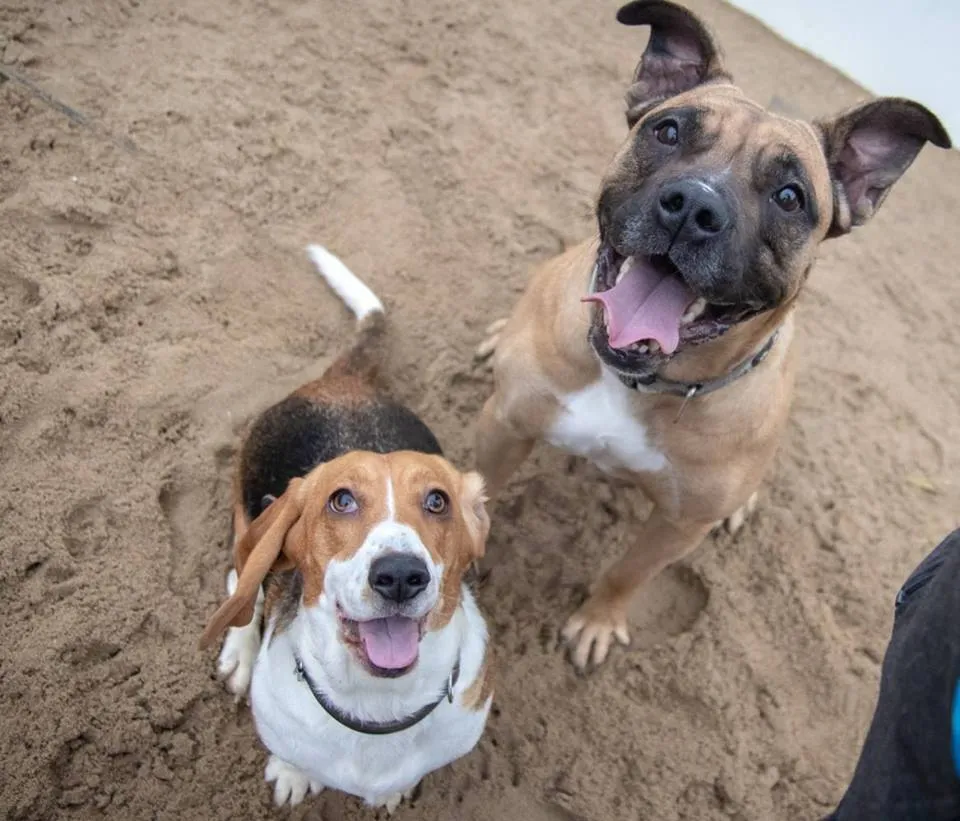 48266753 2041054135956375 1269368401692721152 n 2