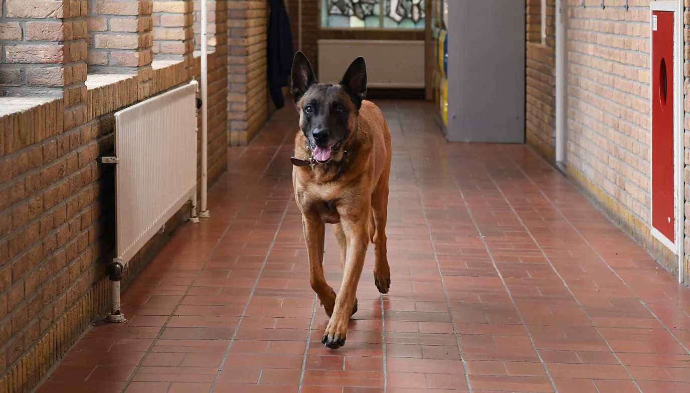 basco een mechelse herder van 11 jaar