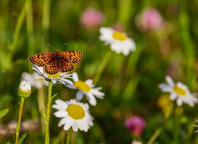 butterfly 3418535 640