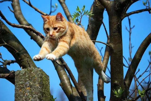 cat gd4064ea4e 640