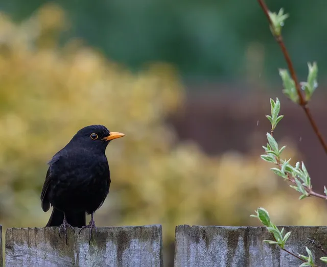 male uk blackbird g9f9a1ac6c 640