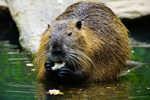 nutria g33caf1f2e 640
