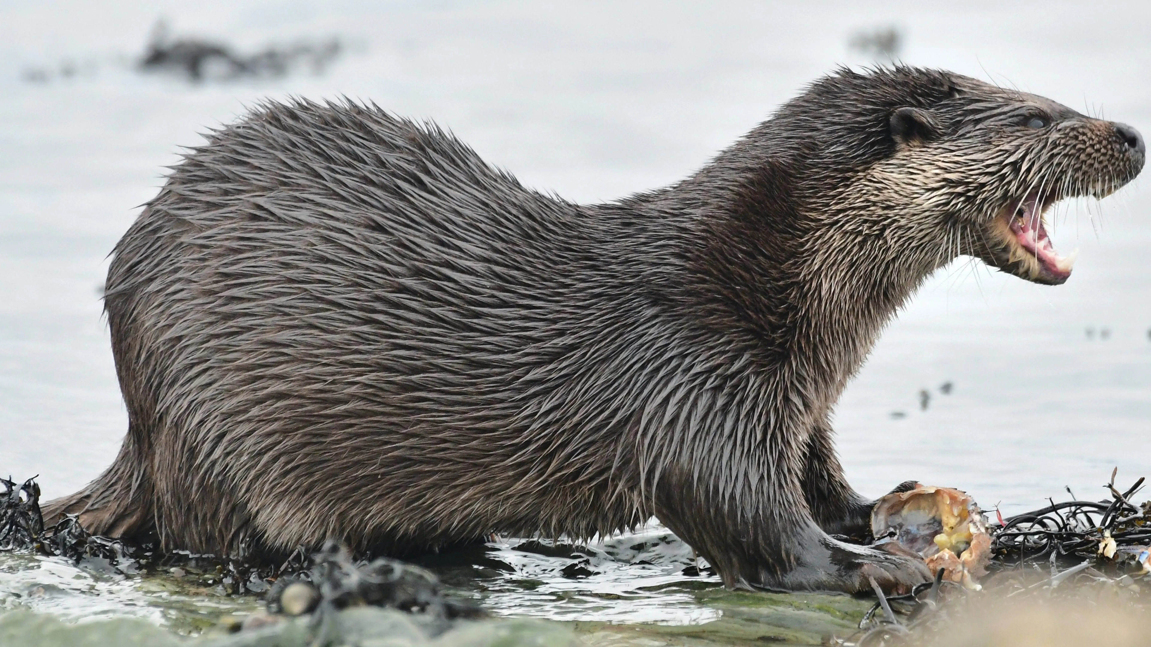 otter lutra lutra foto john williams 1
