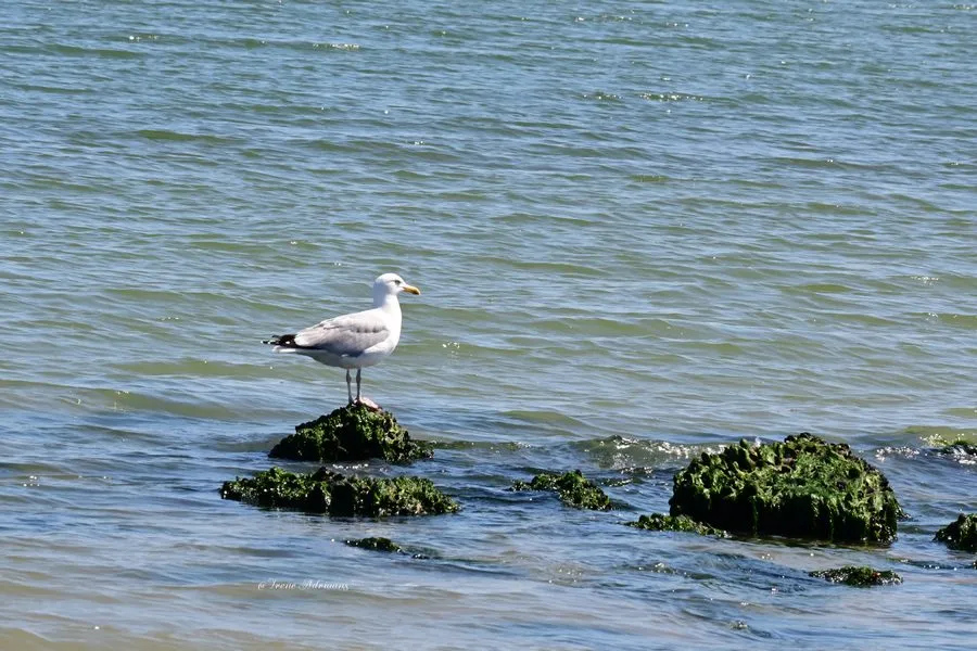 zeeemeeuw strand 1