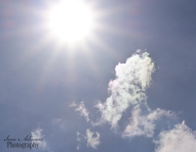 zonnestralen reeshof